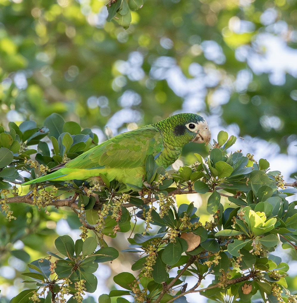 Hispaniolan Amazon - ML646363215