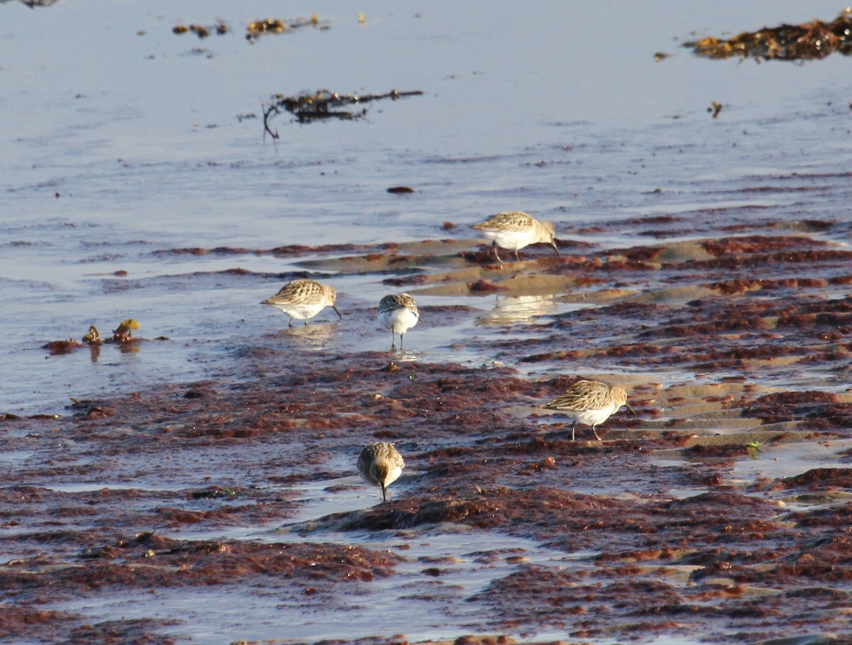 Sanderling - ML646363216