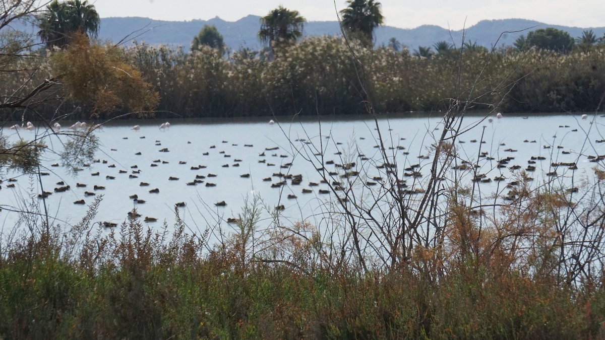 Northern Shoveler - ML646363218