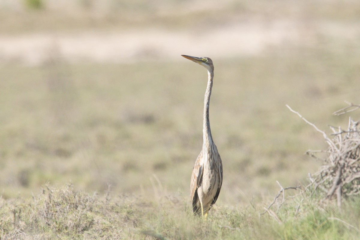 Purple Heron - ML646363219