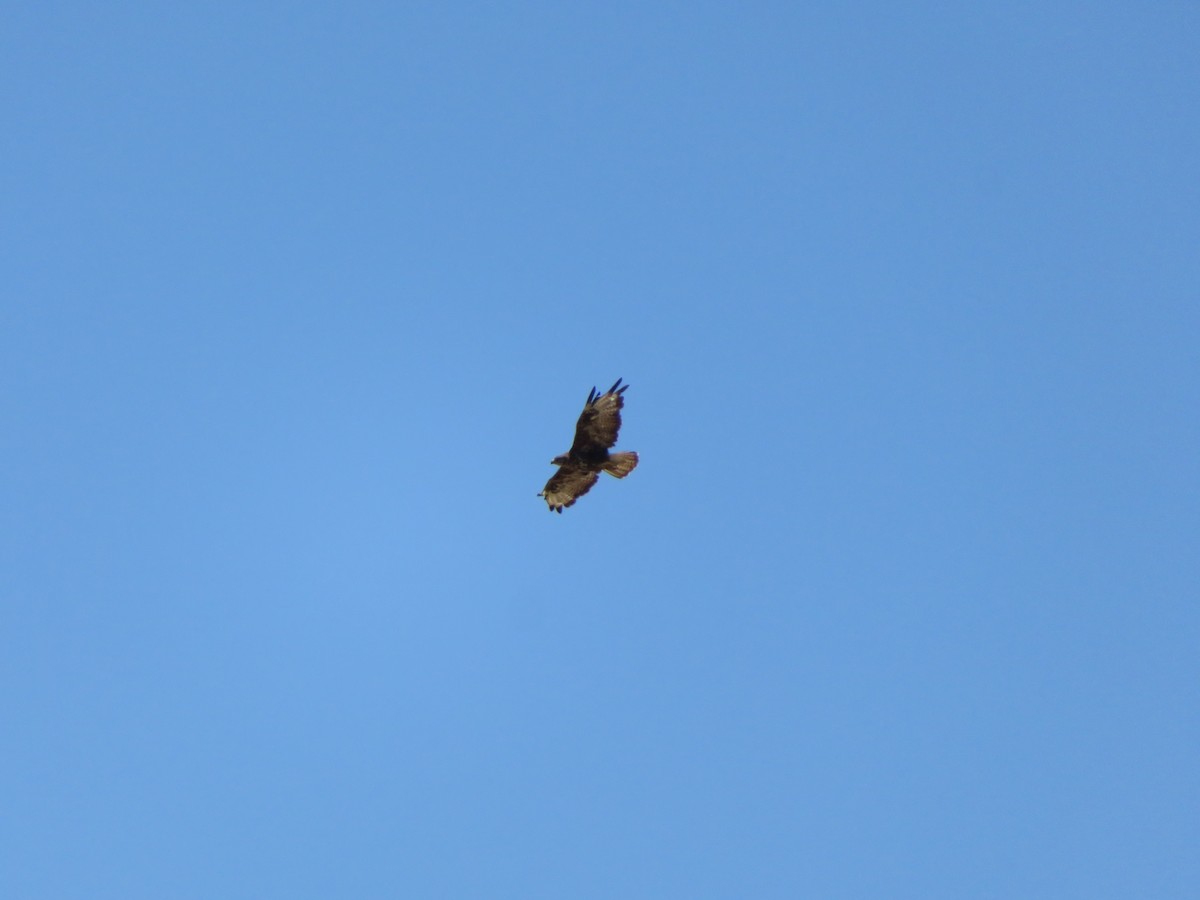 Common Buzzard - ML646363220