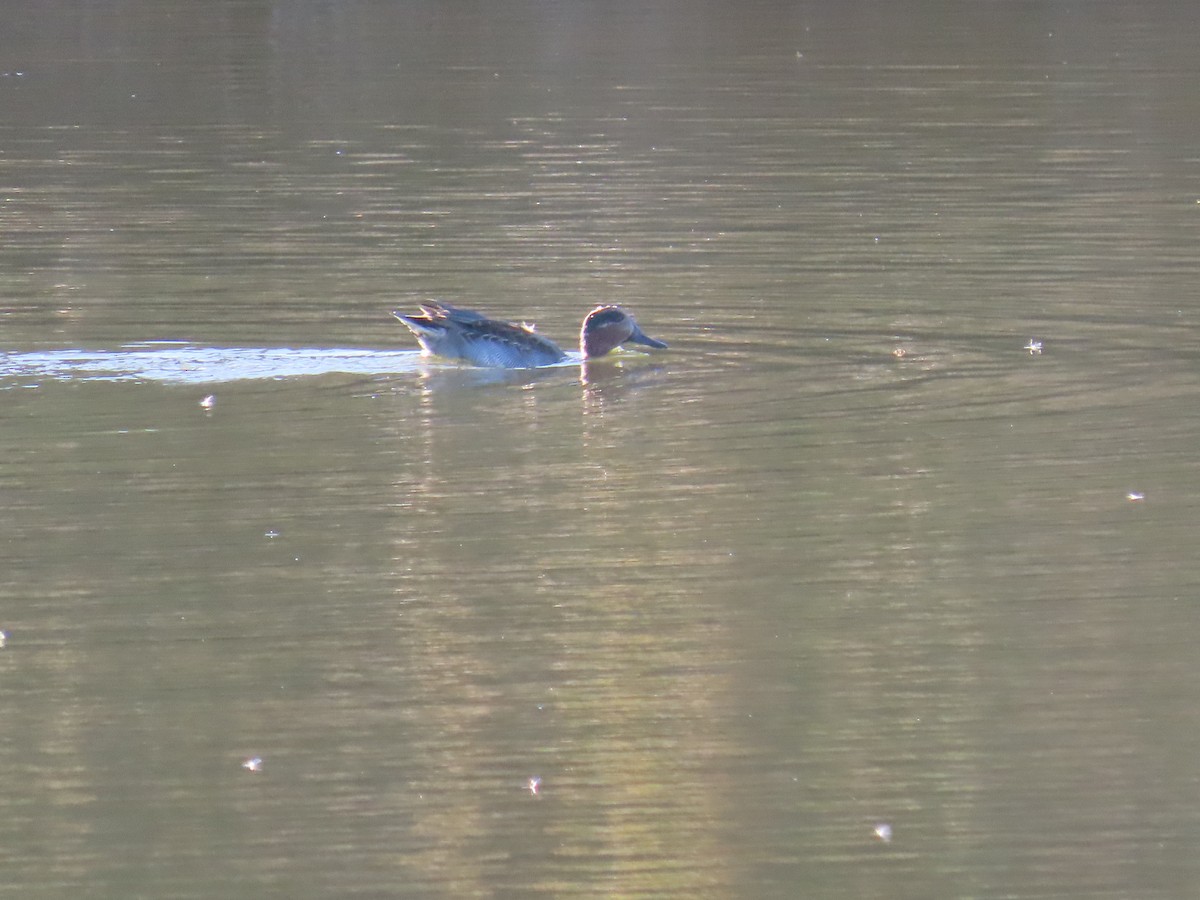Green-winged Teal - ML646363221