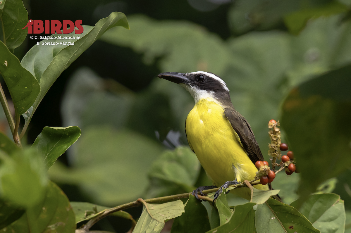 Boat-billed Flycatcher - ML646363222