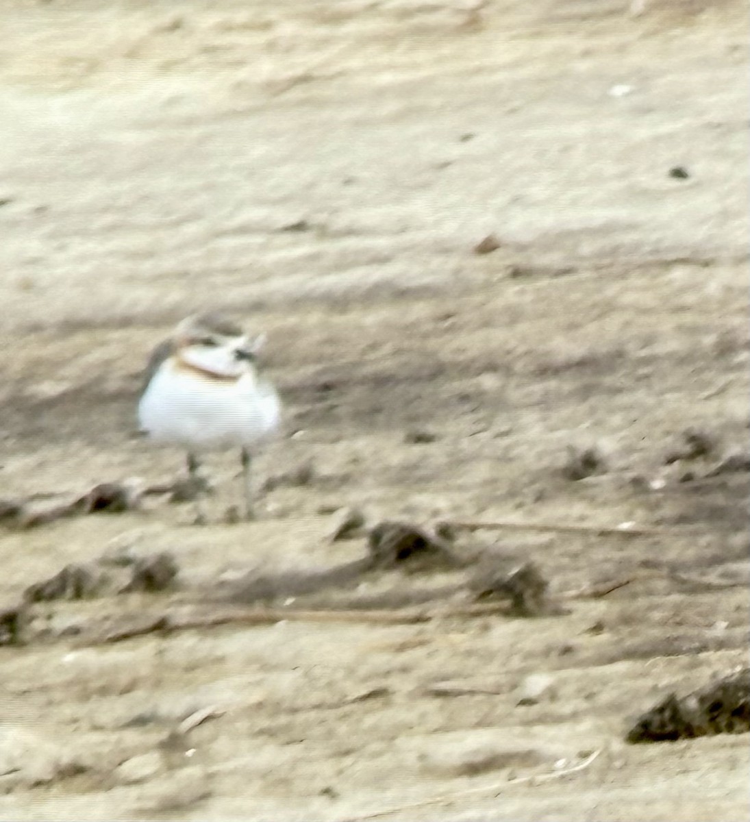 Chestnut-banded Plover - ML646363223