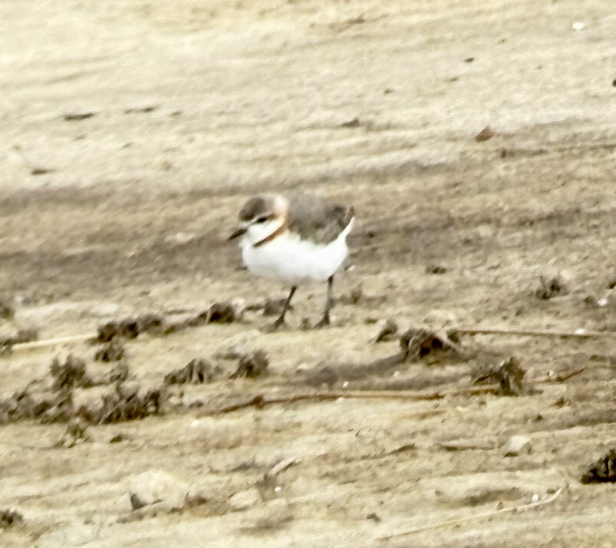 Chestnut-banded Plover - ML646363224
