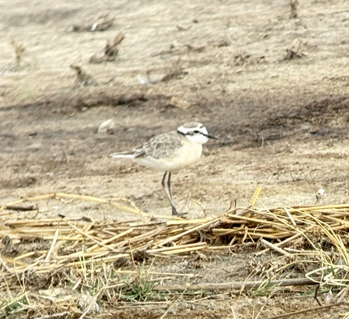 Kittlitz's Plover - ML646363225