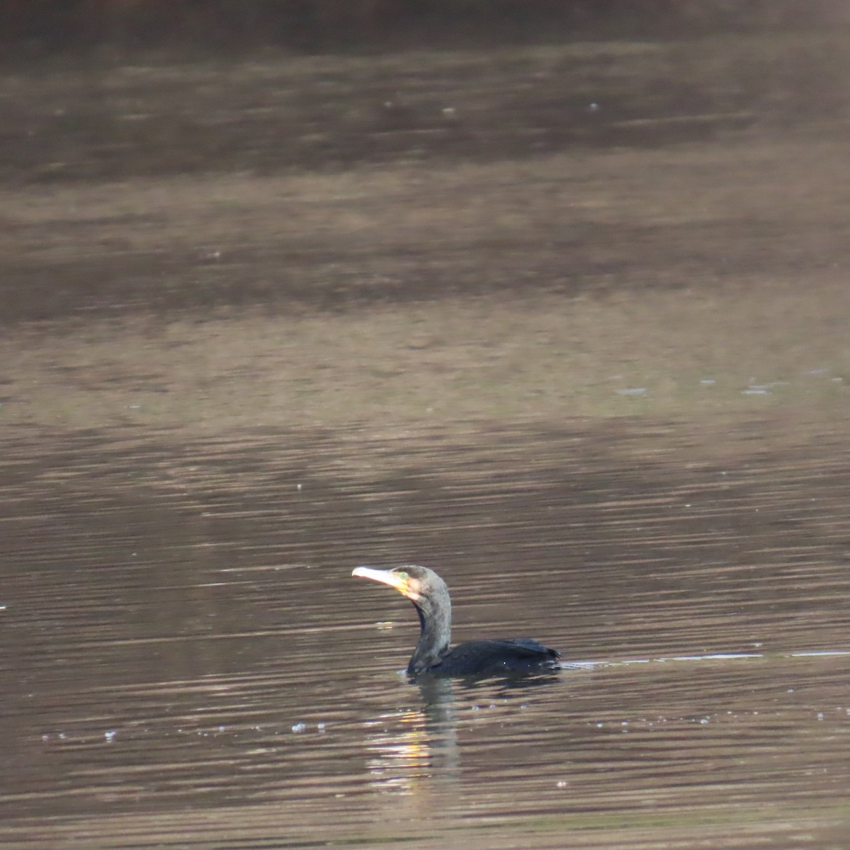 Great Cormorant - ML646363227