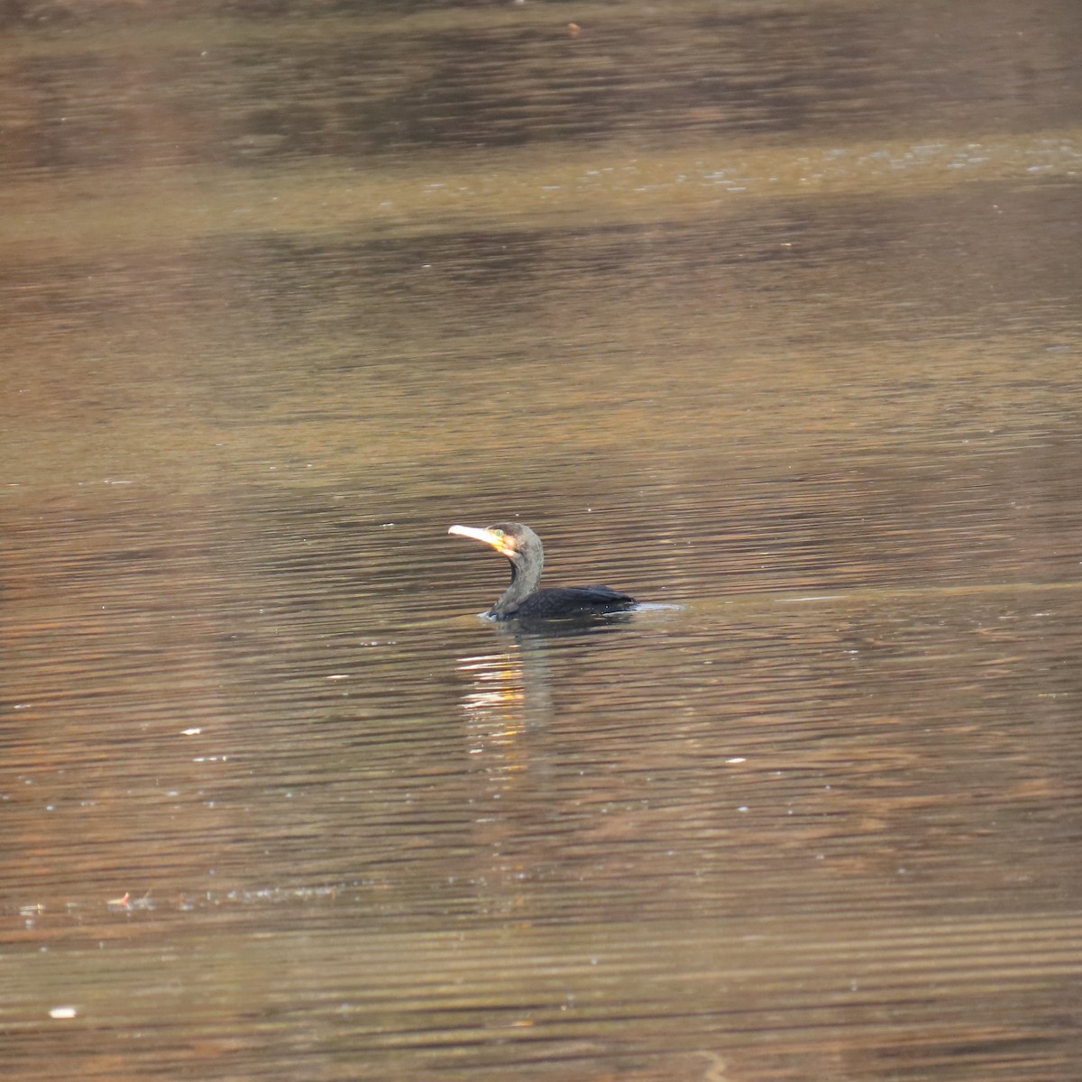 Great Cormorant - ML646363228