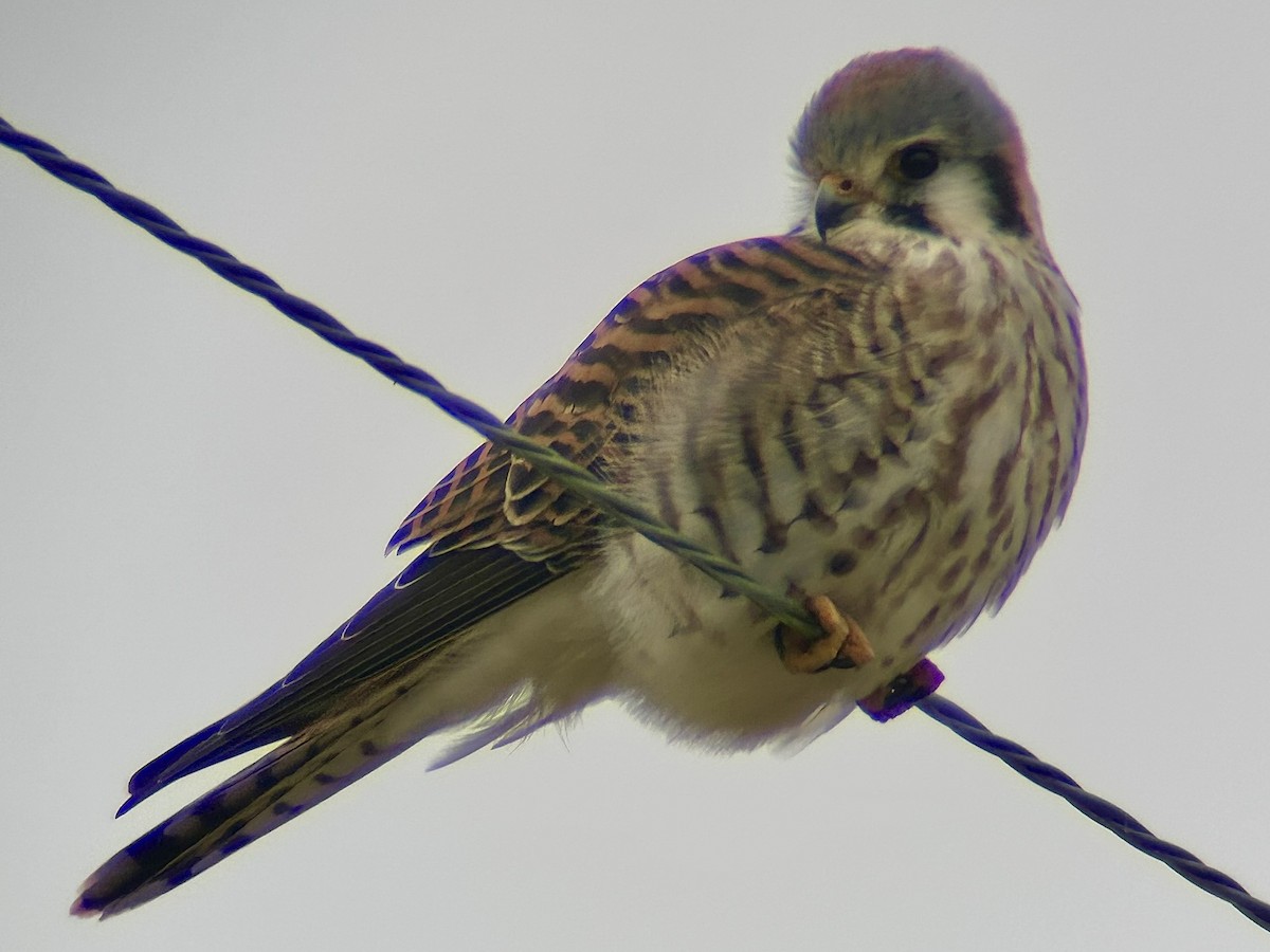 American Kestrel - ML646363230