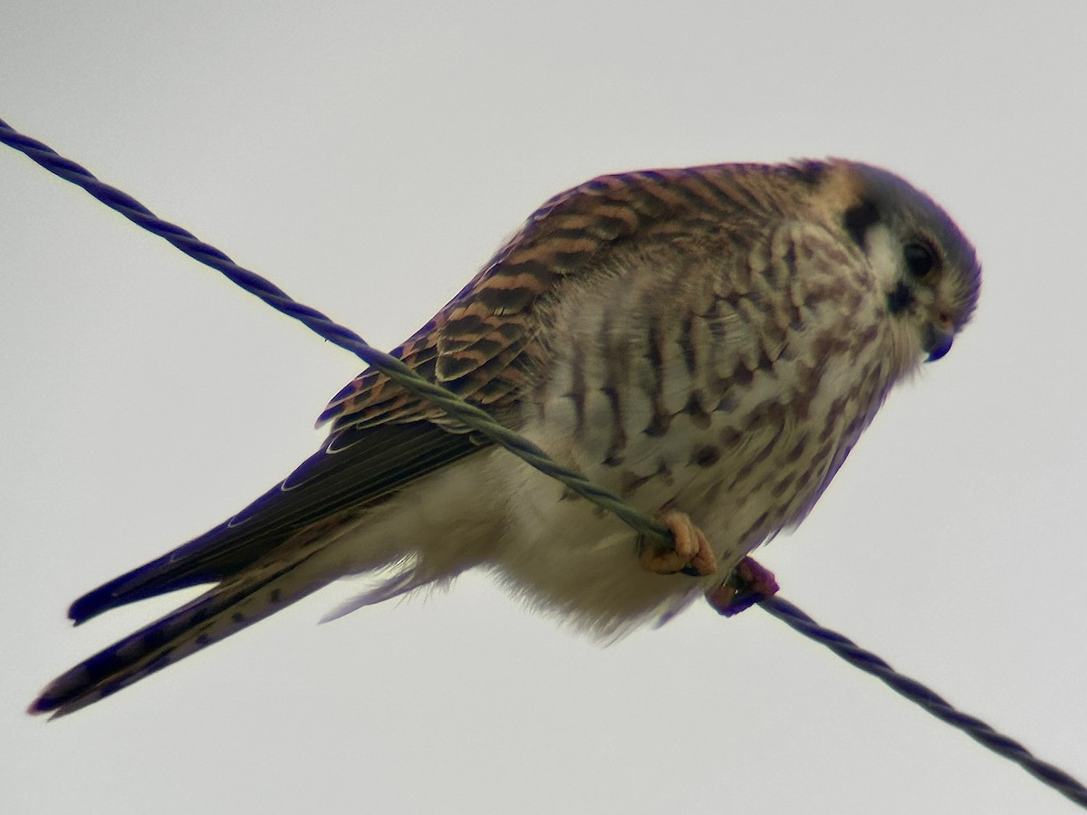 American Kestrel - ML646363231