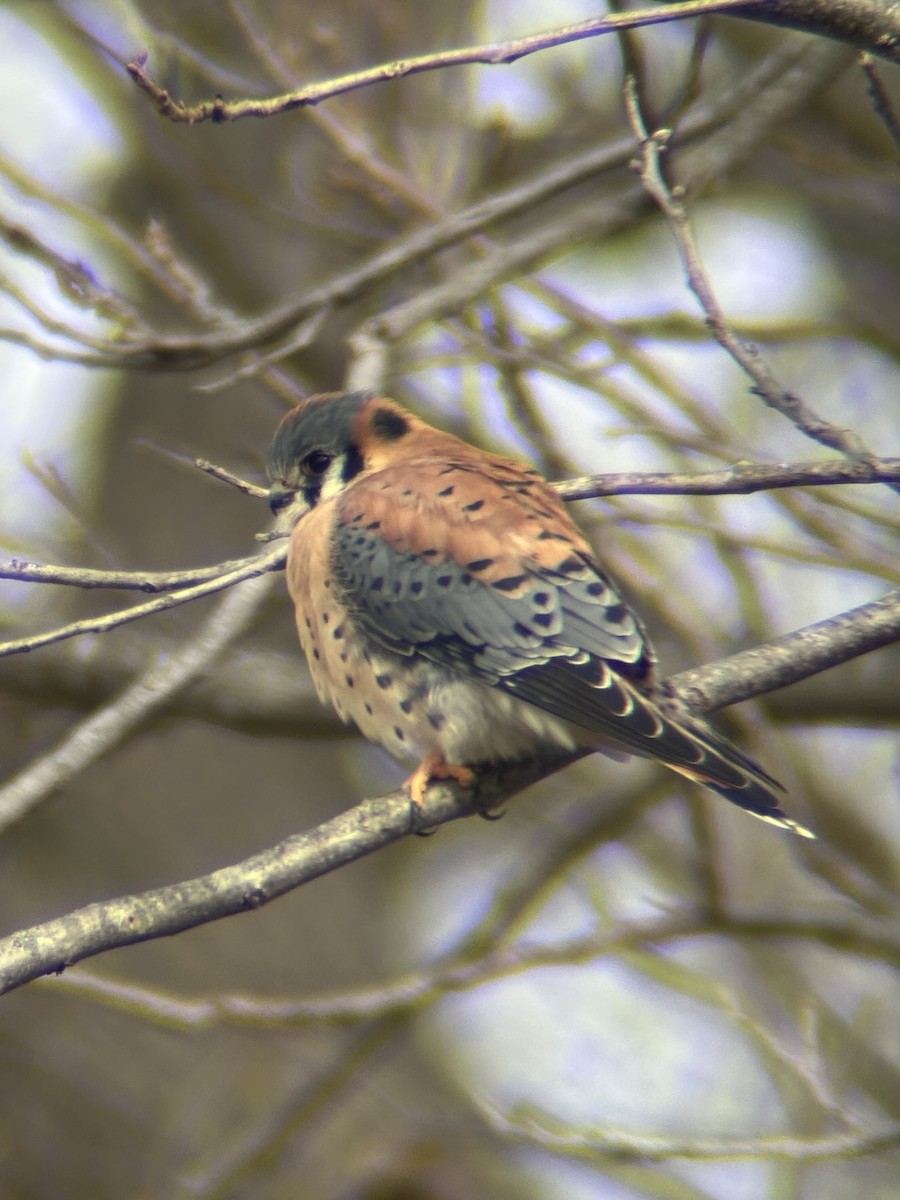 American Kestrel - ML646363232