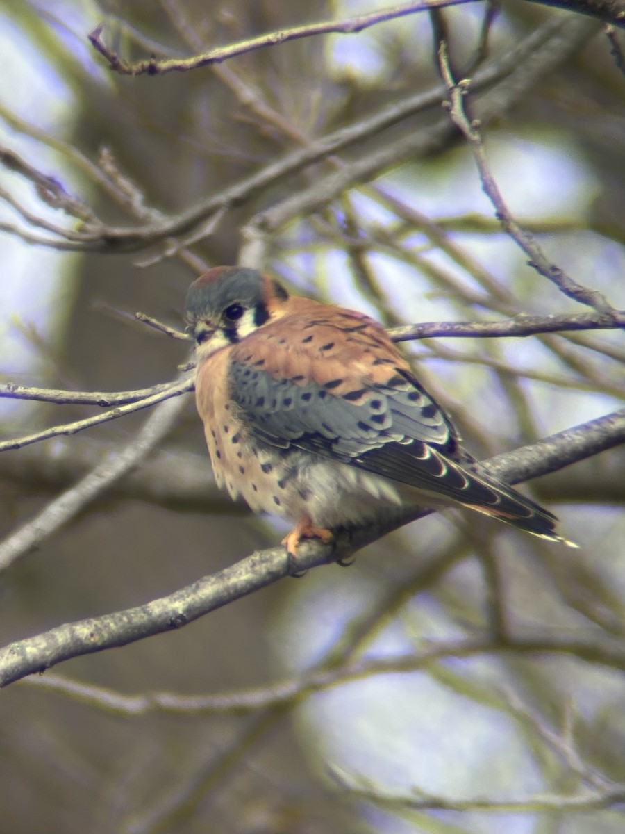 American Kestrel - ML646363233