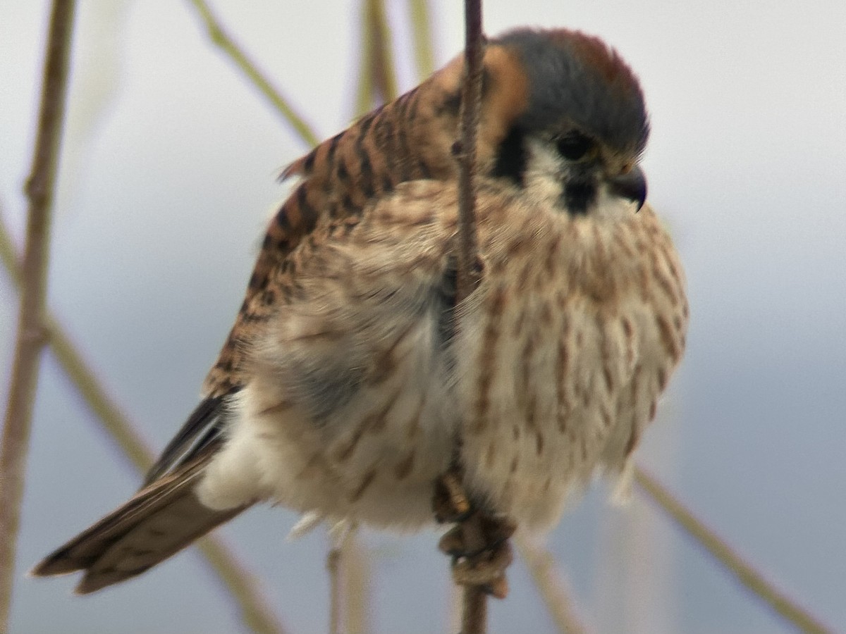 American Kestrel - ML646363234