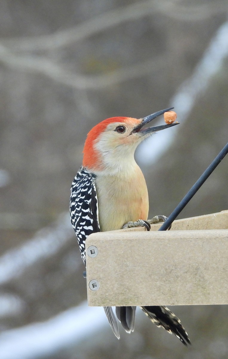 Red-bellied Woodpecker - ML646363235