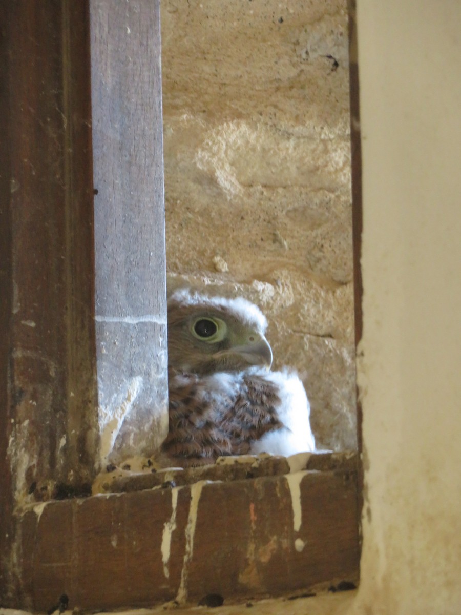 Lesser/Eurasian Kestrel - ML646363237