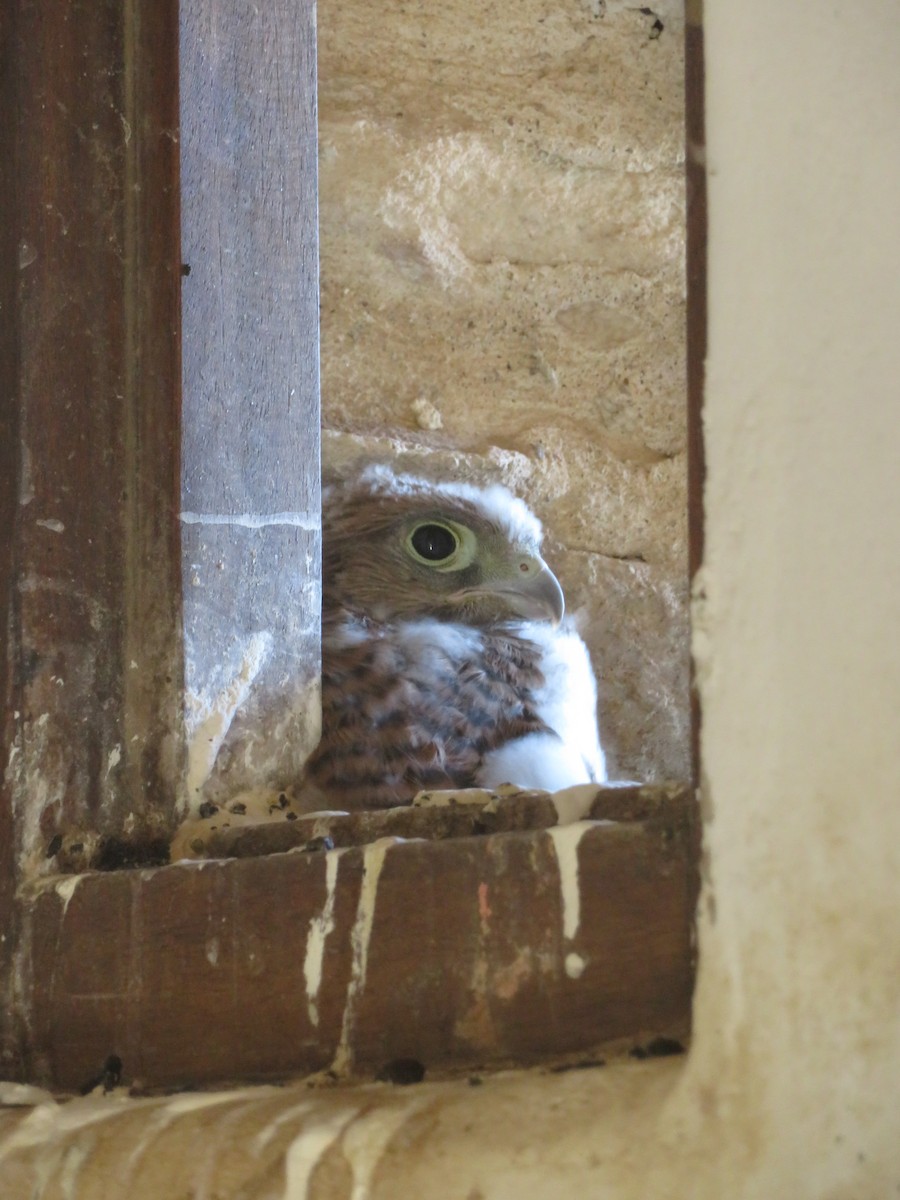 Lesser/Eurasian Kestrel - ML646363238