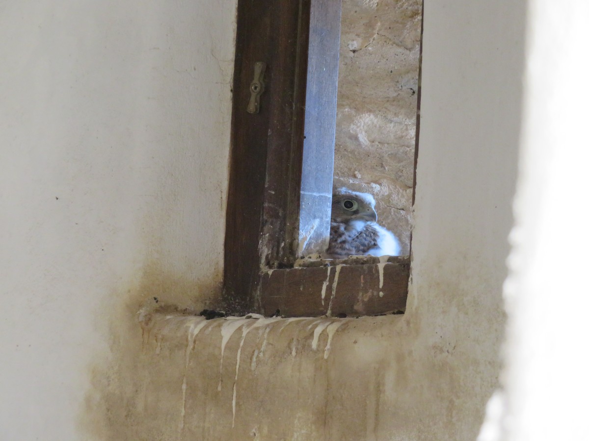 Lesser/Eurasian Kestrel - ML646363239