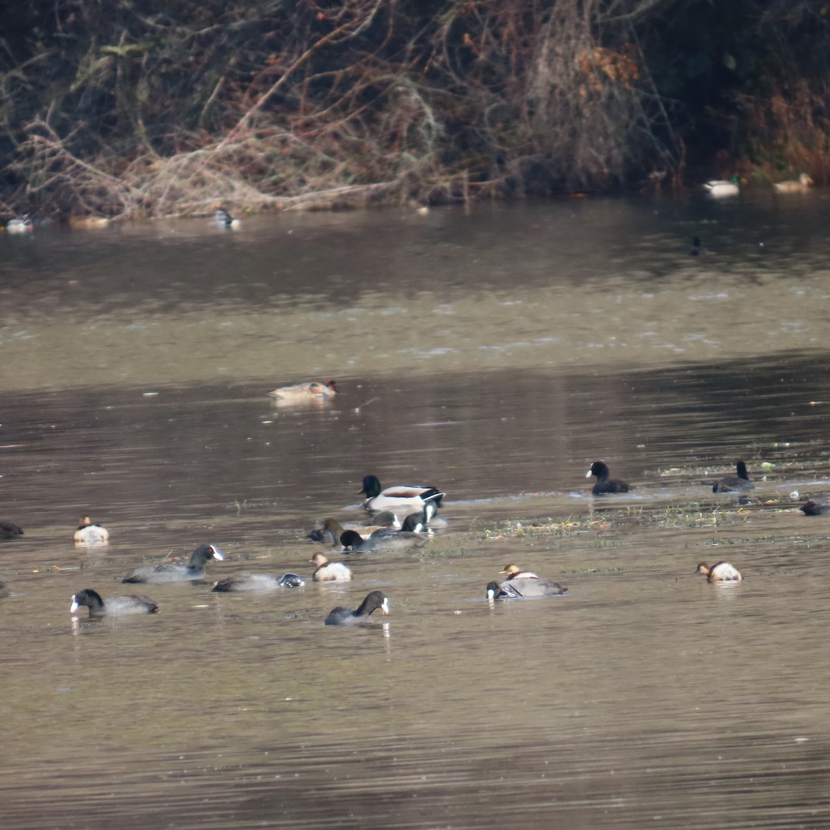 Little Grebe - ML646363240