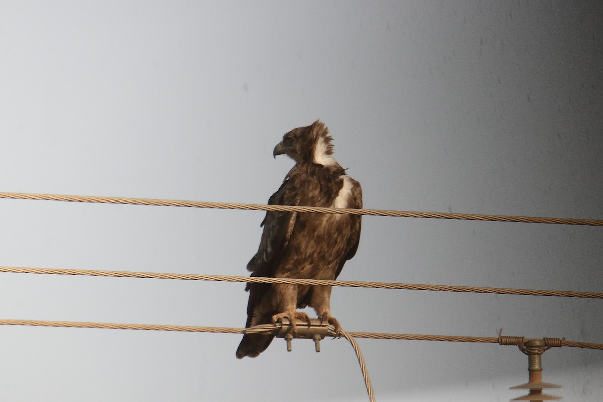 Tawny Eagle - ML646363241