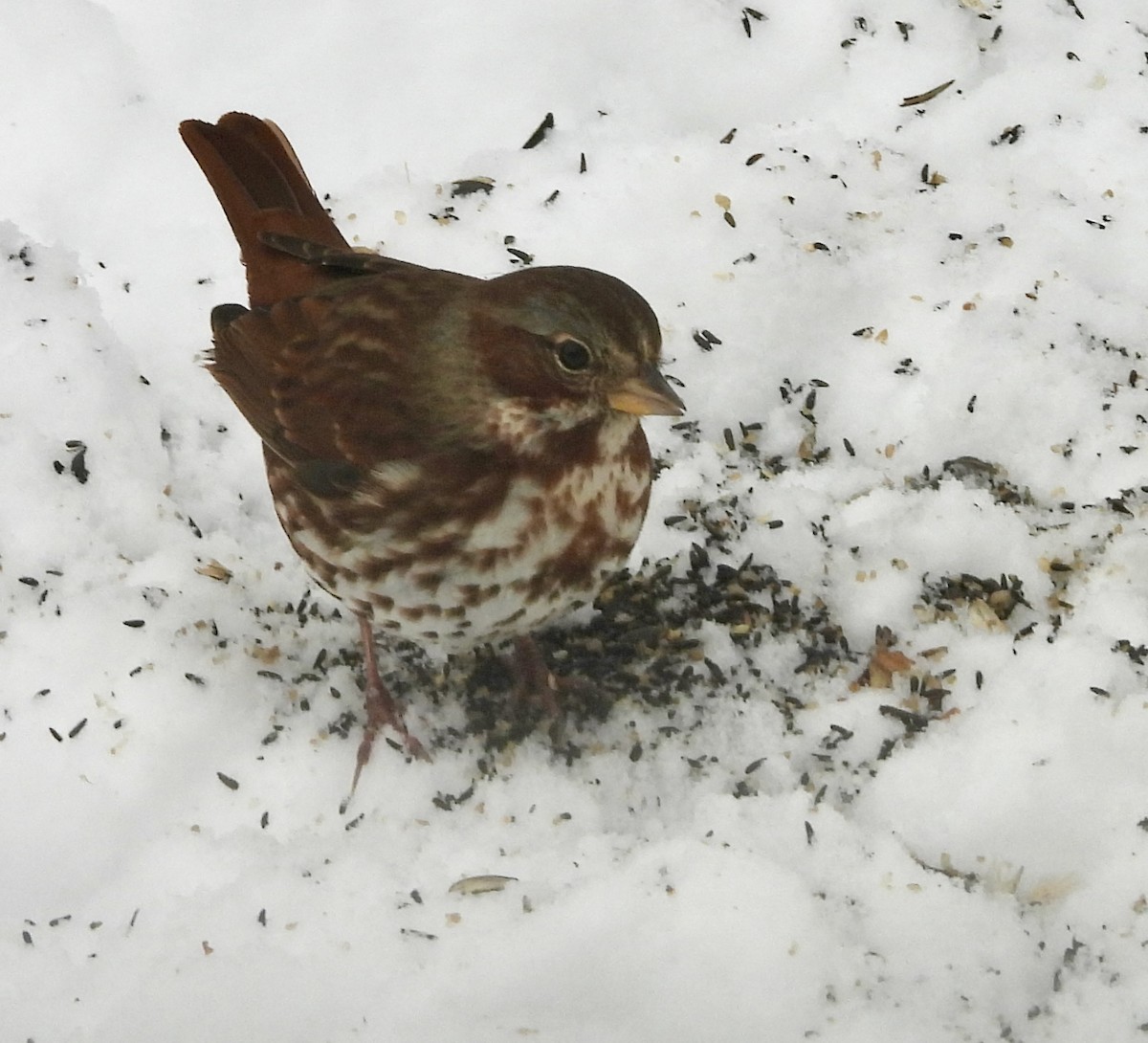 Fox Sparrow - ML646363243