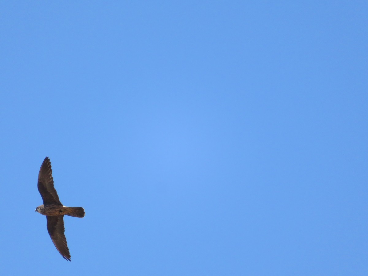 Eleonora's Falcon - ML646363248