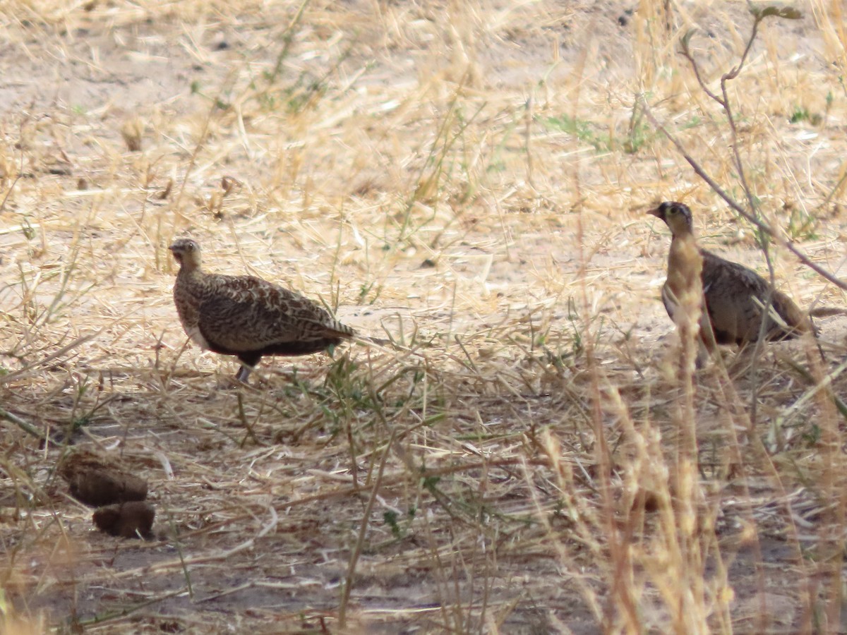 Crested Francolin - ML646363249