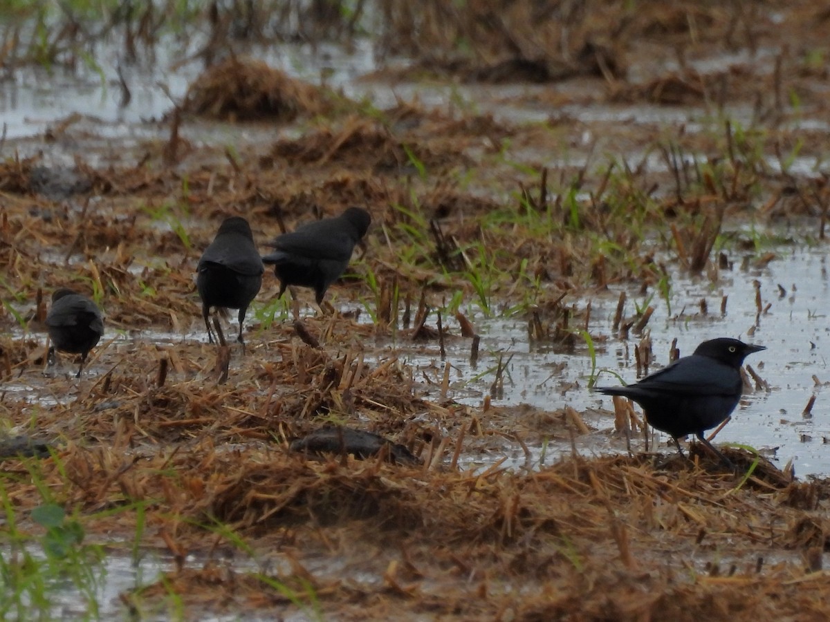 Brewer's Blackbird - ML646363257