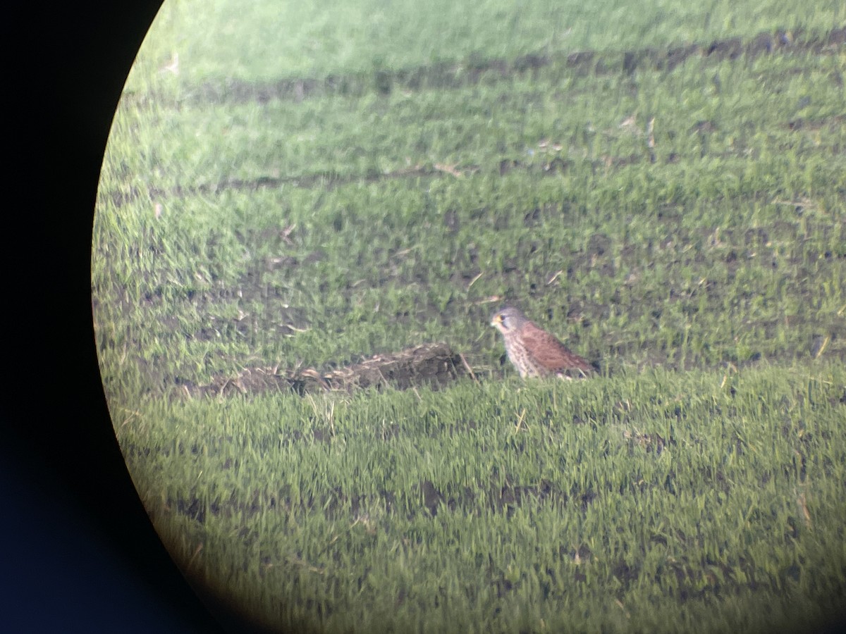 紅隼 - ML646363259