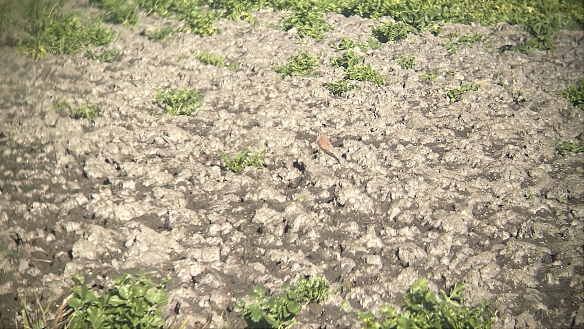 紅隼 - ML646363260