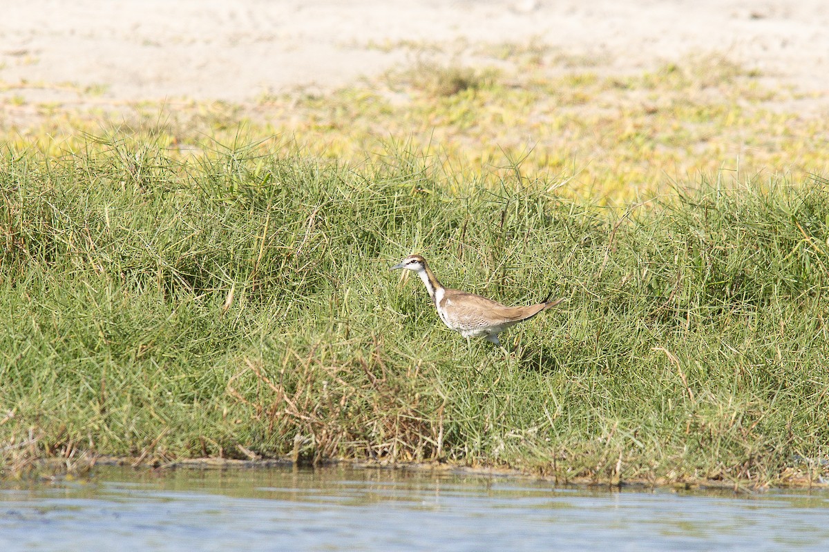 fasanbladhøne - ML646363264