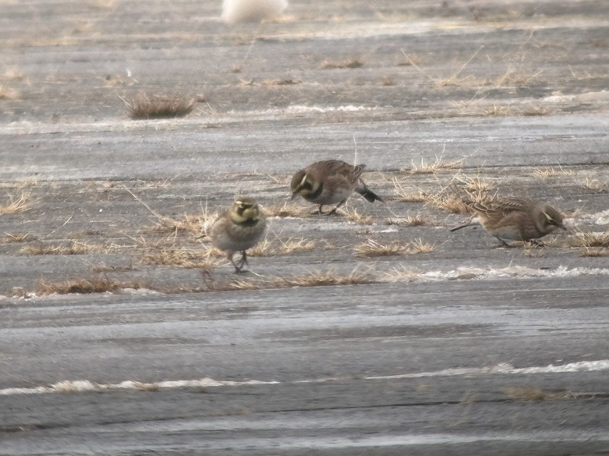 Horned Lark - ML646363269