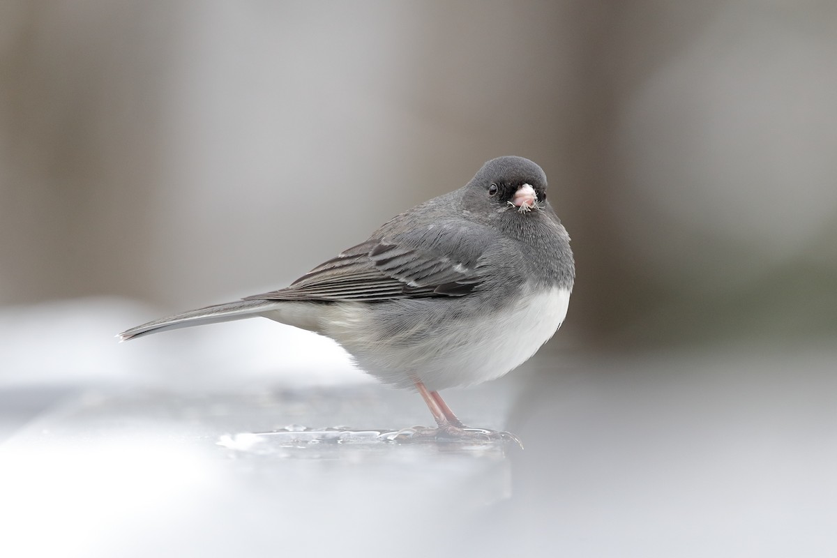 Dark-eyed Junco - ML646363274