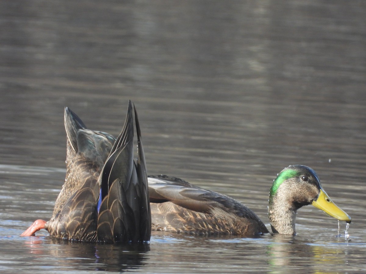 Mallard x American Black Duck (hybrid) - ML646363275