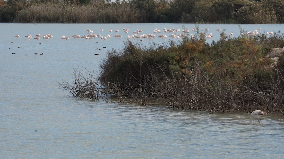 rosenflamingo - ML646363276