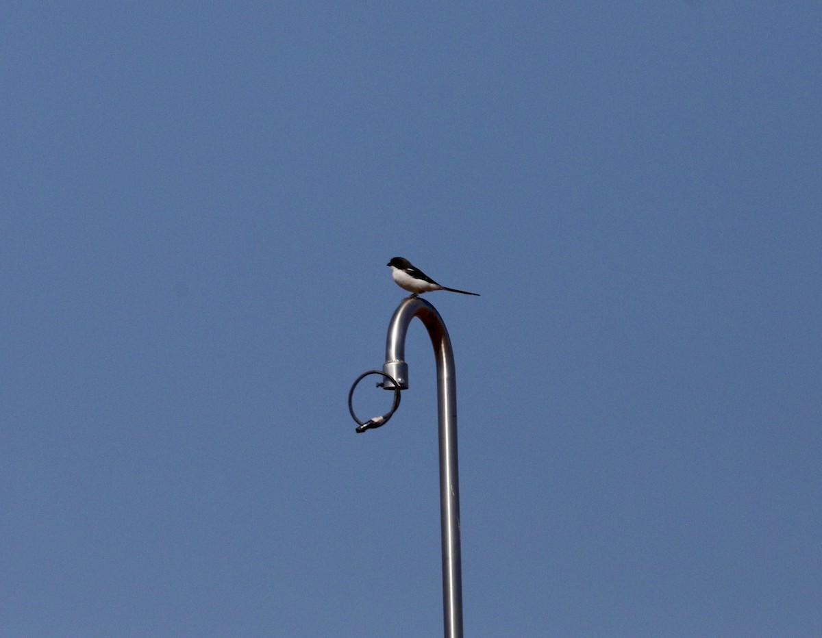 Southern Fiscal - ML646363277