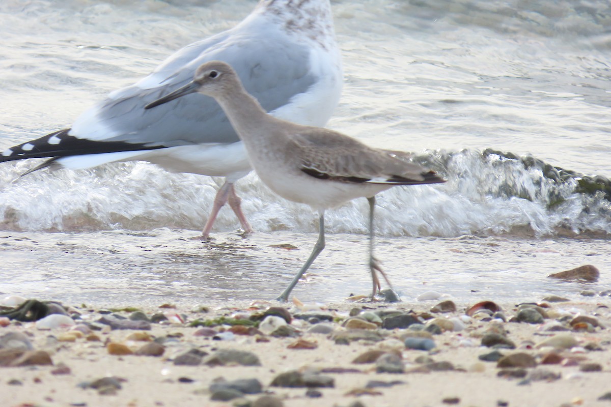 Piro piro semipalmato (inornata) - ML646363291