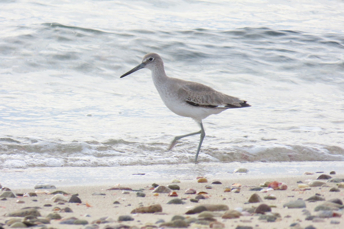 Piro piro semipalmato (inornata) - ML646363292