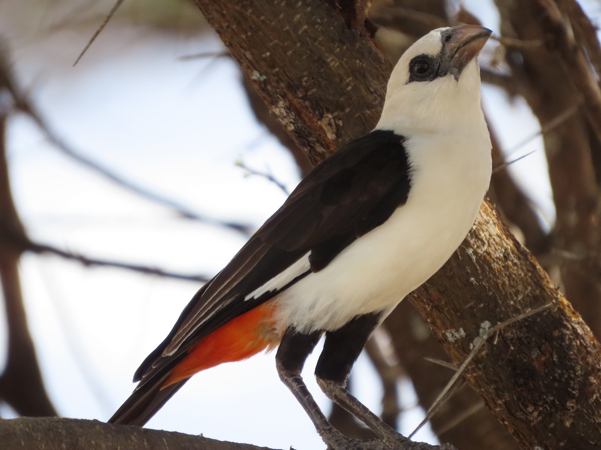 White-headed Buffalo-Weaver - ML646363293