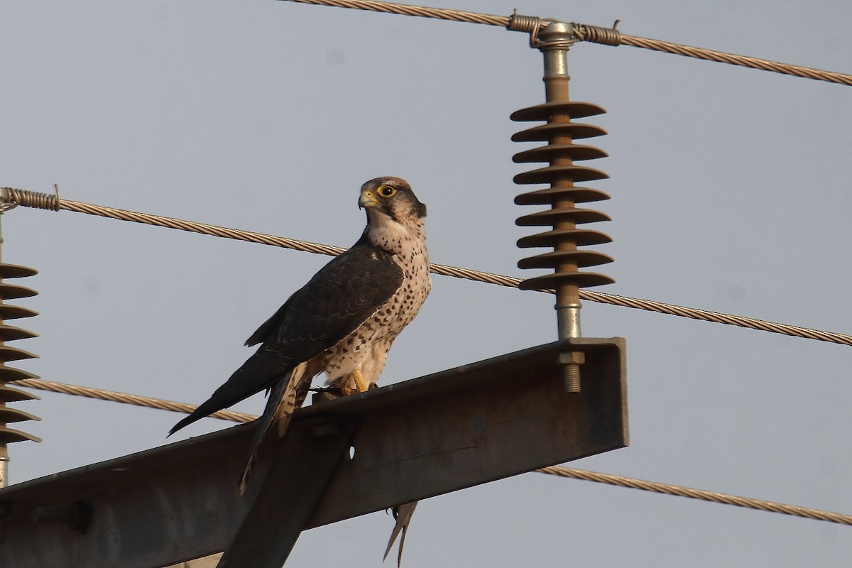 slagfalk - ML646363294