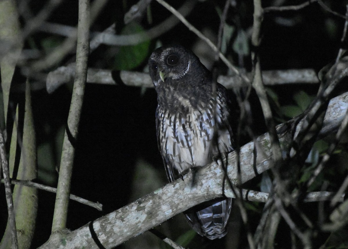 Mottled Owl (Mottled) - ML646363295