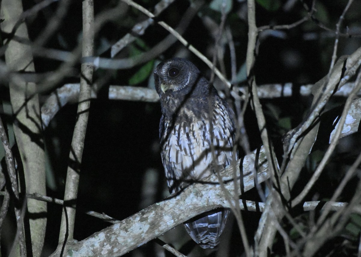 Mottled Owl (Mottled) - ML646363296