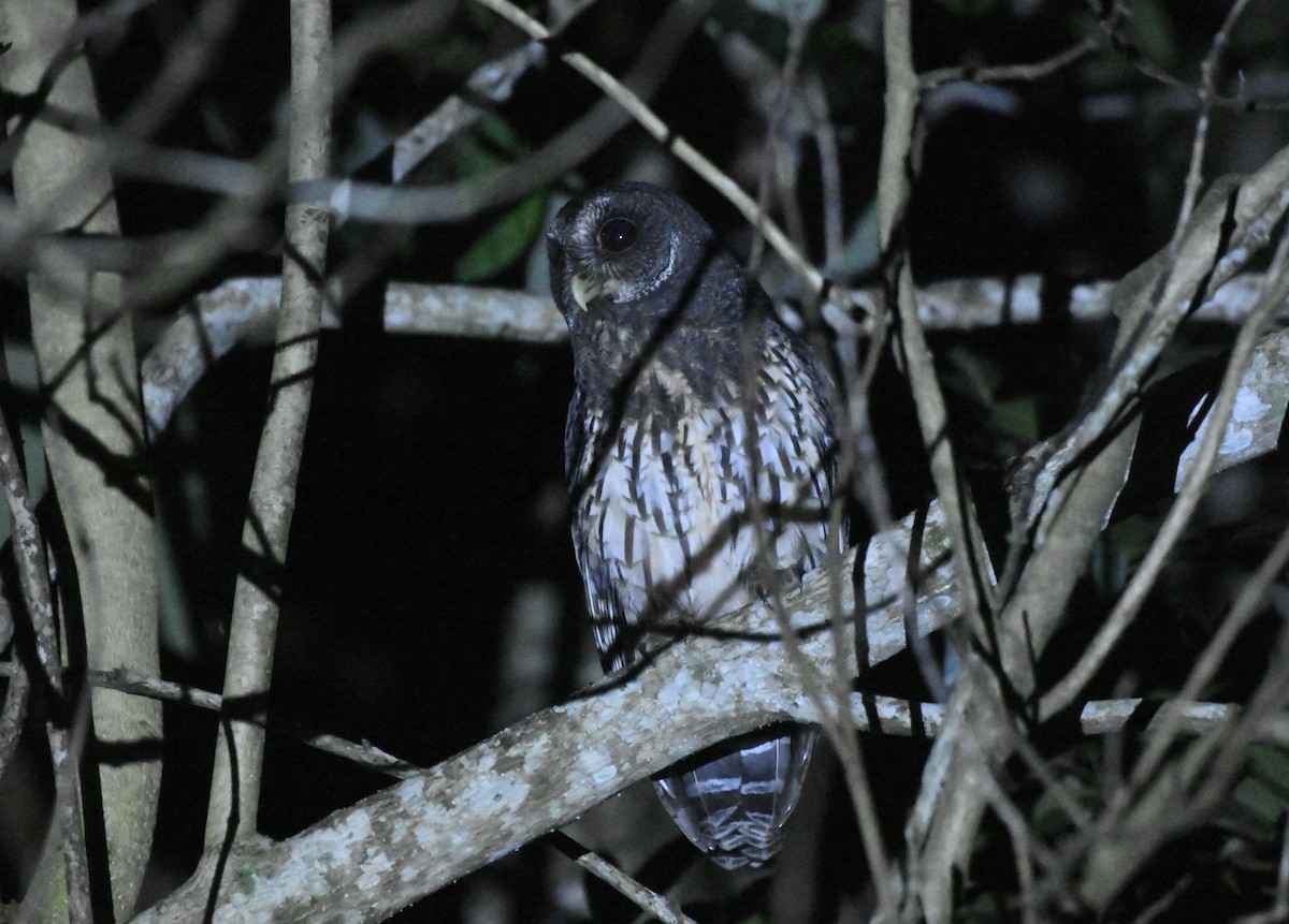 Mottled Owl (Mottled) - ML646363297