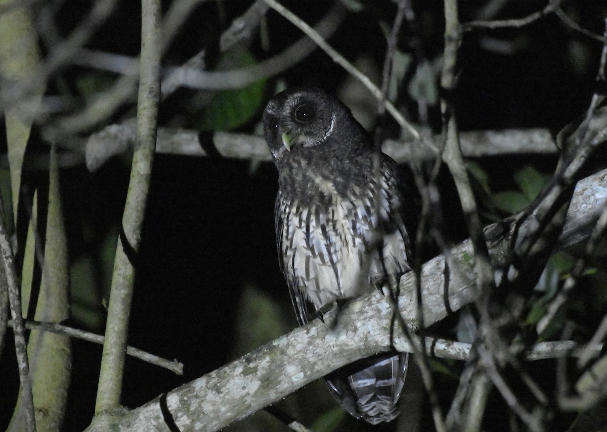 Mottled Owl (Mottled) - ML646363298