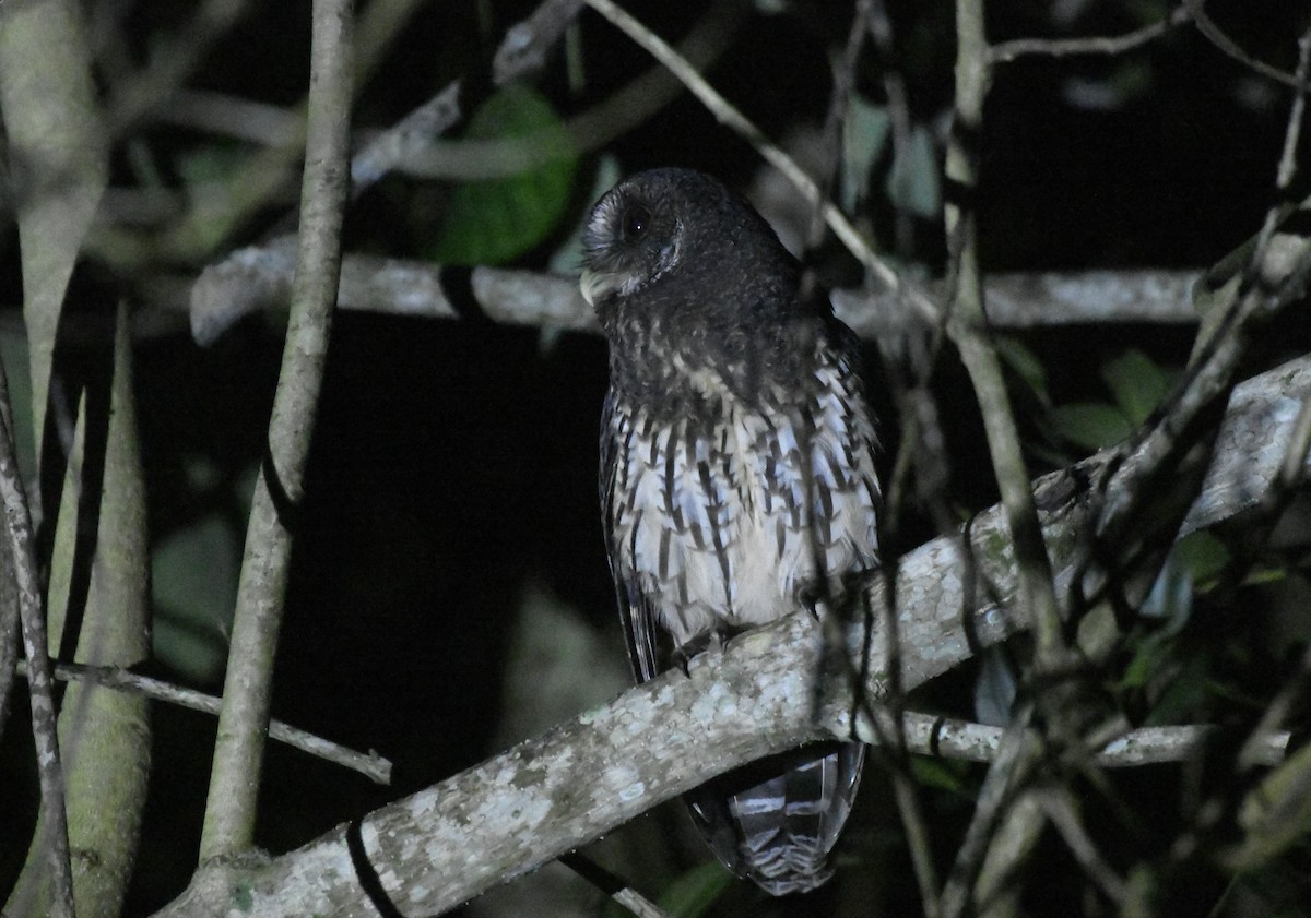 Mottled Owl (Mottled) - ML646363299