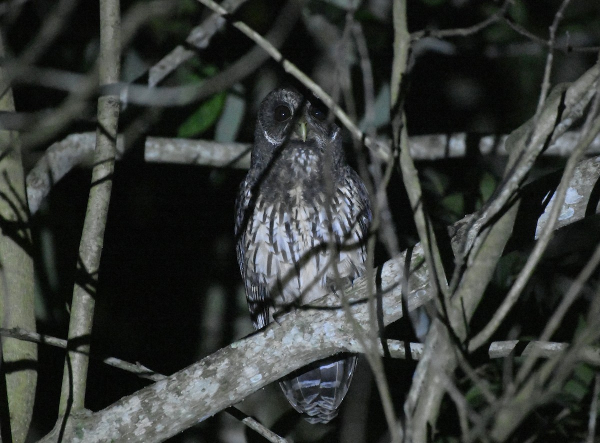 Mottled Owl (Mottled) - ML646363300
