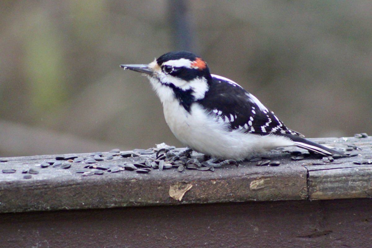 Downy Woodpecker (Eastern) - ML646363312