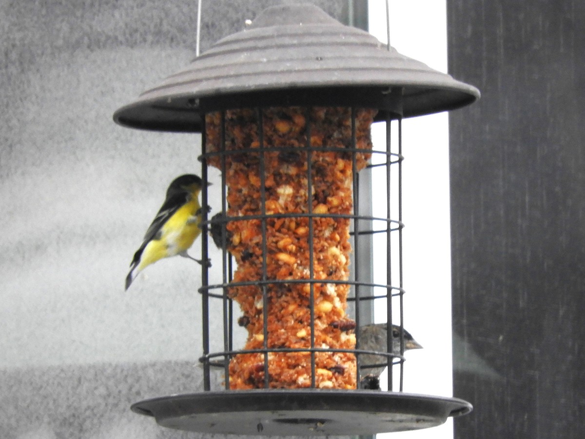 Lesser Goldfinch - ML646363317