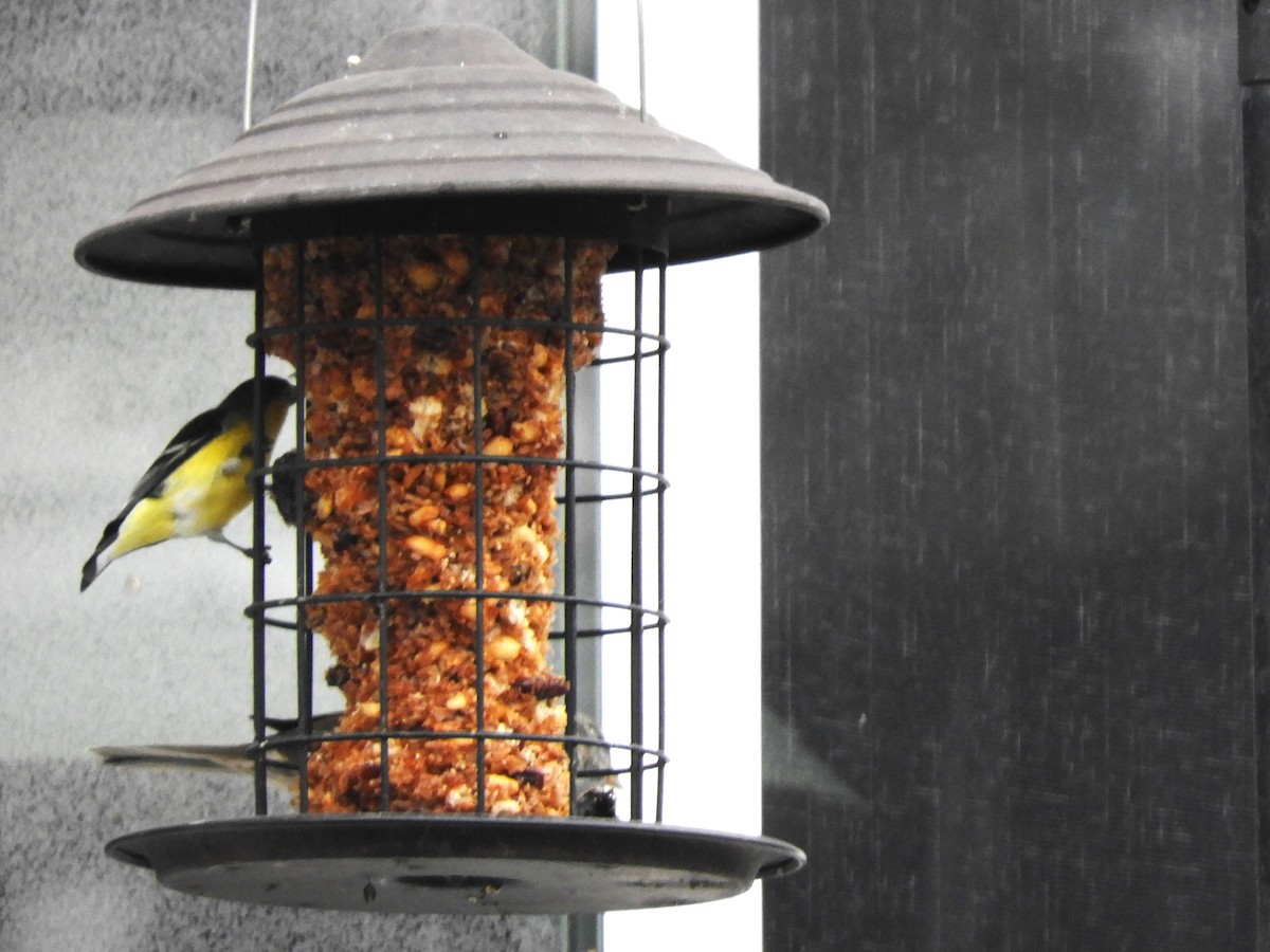 Lesser Goldfinch - ML646363318