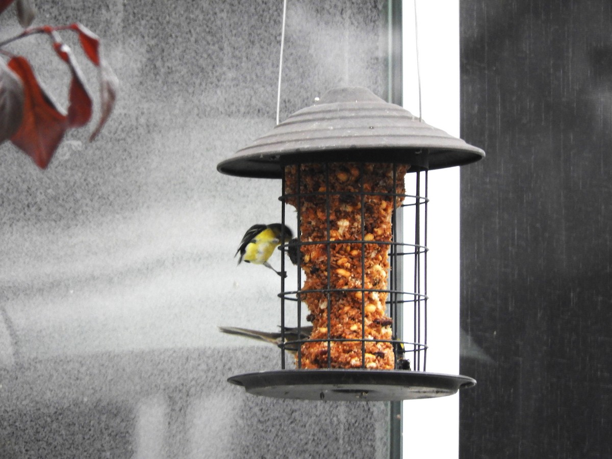 Lesser Goldfinch - ML646363319