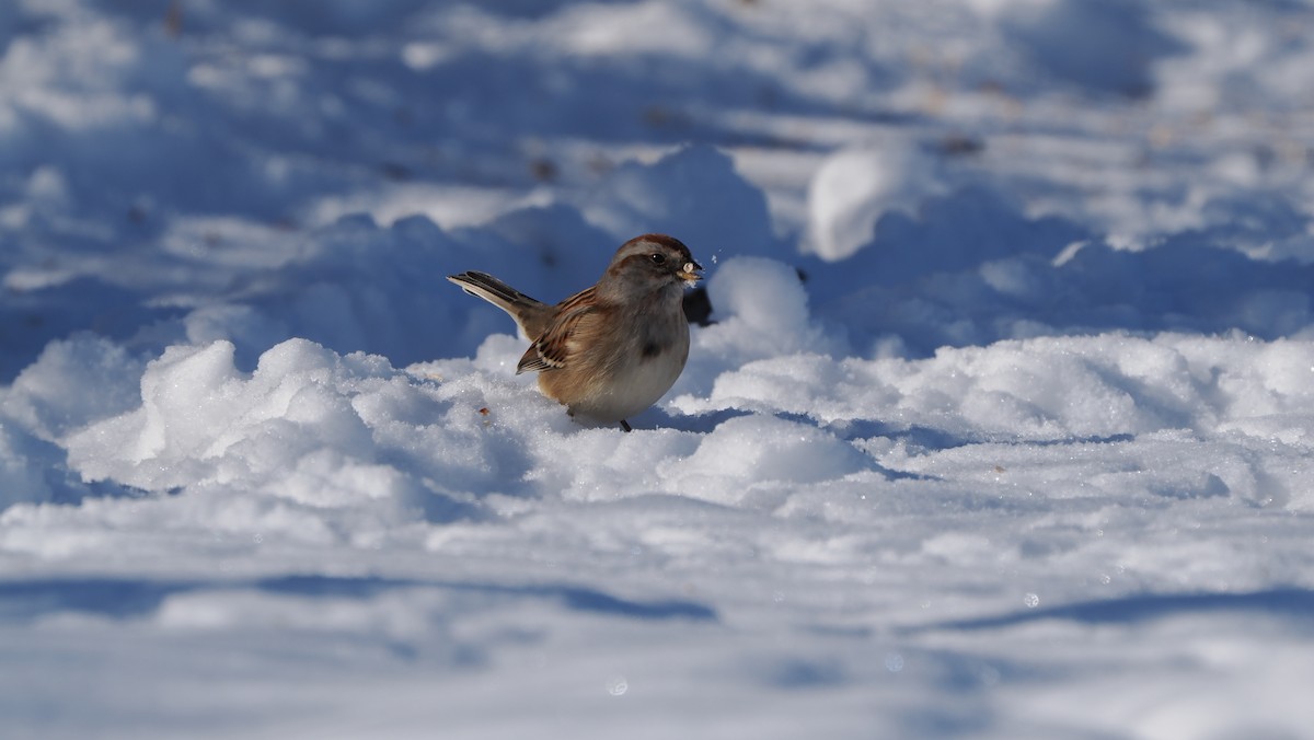 strnádka pokřovní - ML646363320